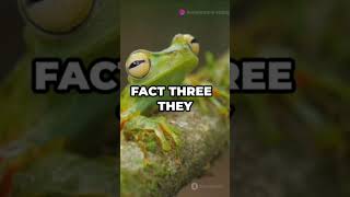 quotAfrican Tree Toadquot animal quality 5 amazing facts Please Subscribe now 👈facts shorts [upl. by Eldnik]