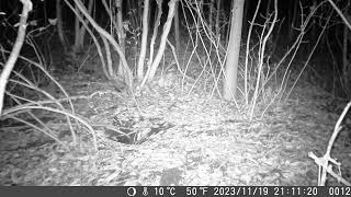 Japanese Marten Forages for Food around the Leafless Forest in Late Autumn [upl. by Barty]