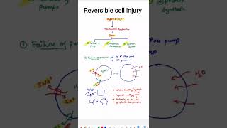 Reversible cell Injury [upl. by Sperry953]