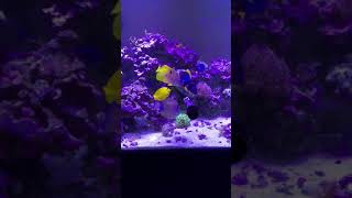 150 gallon reef tank  Copper banded butterfly fish EATS SEAWEED [upl. by Chere]