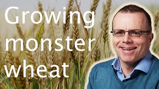 Increasing wheat crop yields GMO amp nonGM solutions  Matthew Paul 🌾🧬 [upl. by Nivlam]