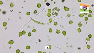 Euglena [upl. by Crispen]