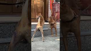 Let me show you the oppression of Abao Guangxi native hound Chinese pastoral dog If you dont [upl. by Nniuq606]