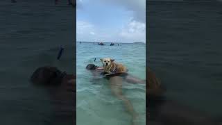 Ese perrito si sabe disfrutar sus vacaciones en la playa [upl. by Ayotaj]