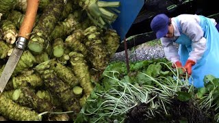 Wasabi farming वसाबी जापान की मुली हॉर्स रेडिश जो दुनिया की सबसे तिखी मुली है उगाई और खाई जाती है [upl. by Elayne]