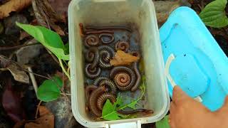 How Could I Found All These Giant Millipedes In Jungle [upl. by Shaina346]