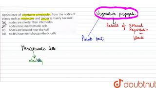 Appearance of vegetative propagules from the nodes of plant such as sugarcane and [upl. by Vala]