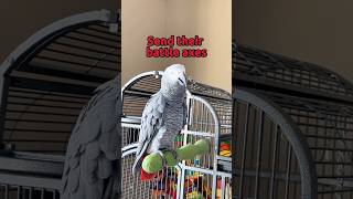 Grab your battle axes David heres the repost talkingparrot funnyparrot birds winteriscoming [upl. by Colin]