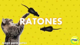 Videos para gatos  Ratones [upl. by Anilosi]