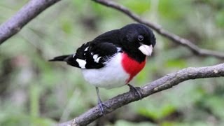 Rosebreasted Grosbeak Portrait [upl. by Varian]