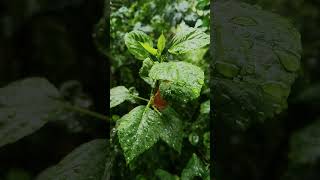 Beautiful Rain Drops On Leaves nature rain greenery M Irtaza [upl. by Yetnruoc]