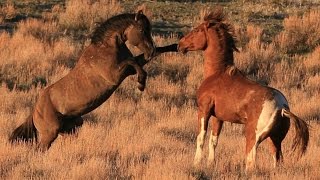 Stallions fighting to keep their mares Full April Moon2013 [upl. by Nahtnamas]