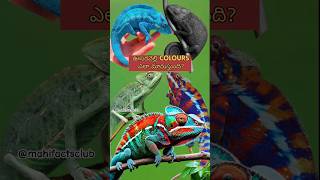 How Chameleon Change Colours shorts facts telugu chameleon [upl. by Dearden134]