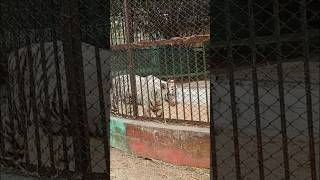 White tiger 😳🐯🐯 tiger tigerzoo zoo shorts trending youtubeshorts viralvideos [upl. by Elleimac834]