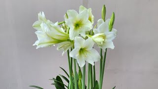 Amaryllis lily shorts shampysgarden lilybulbs [upl. by Lebyram]