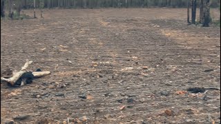 Bauxite Mine Jarrah Forest Deforestation Tour [upl. by Aline]