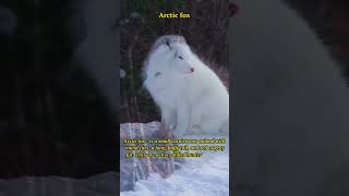 Arctic Fox Facts Adaptations and Behavior in the Wild [upl. by Launcelot570]