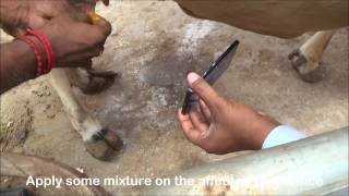 Ethnoveterinary treatment for Teat obstruction [upl. by Bobbe]