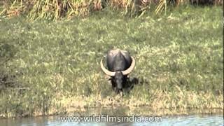 Wild Asian water buffalo at Kaziranga National Park [upl. by Tate616]