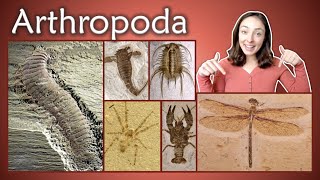 Arthropoda Pt 1 Chelicerata Crustacea Insecta Myriapoda Invertebrate Paleontology  GEO GIRL [upl. by Kristof143]