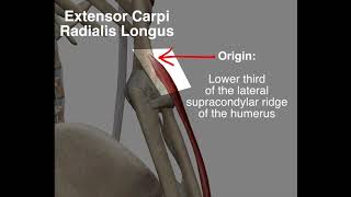 Extensor Carpi Radialis Longus  Origin amp Insertion [upl. by Miarhpe]