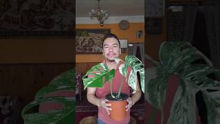 Variegated Monstera  Monstera Albo and Monstera Thai Constellation plants shorts aroids [upl. by Neil]