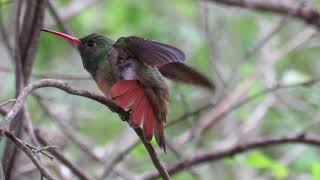 Buffbellied Hummingbird Amazilia yucatanensis Sitting on a Limb  Quinta Mazatlán [upl. by Alcus]