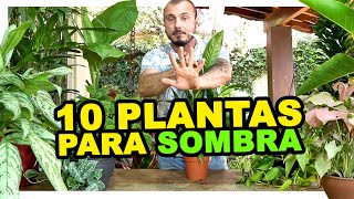 10 PLANTAS PARA SOMBRA [upl. by Melisandra]