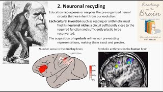 Geometry The Language of the Human Brain  Stanislas Dehaene 2022 [upl. by Gabrielli]