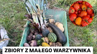 ZBIORY Z MOJEGO MAGICZNEGO WARZYWNIKA 🥕🥒🍅🍉🌶️🧅 [upl. by Locin]