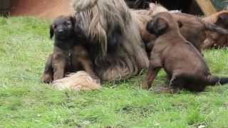 Briard puppies 5 weeks [upl. by Misaq235]