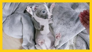 Lovely Puppy Reacts to New Home 10 Weeks Old Italian Greyhound [upl. by Aynodal]