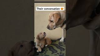 Conversation 😍  labra rubi  shorts youtubeshorts labrador dog viral trending songs cute [upl. by Hilario]