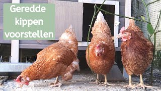 Nieuwe kippen voorstellen  Kippen redden van slacht  De dierenvriendin [upl. by Chessy354]