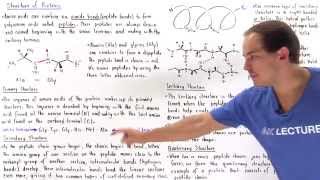 Structure of Proteins [upl. by Devy]