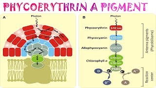 Phycoerythrin a pigment [upl. by Gem]