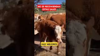 SAL COMÚN suplementación vaca ganaderos ganado ganaderia vaqueros toros torete campo agro [upl. by Sharpe]