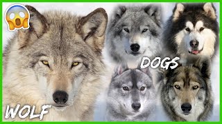 These 10 Dogs Look Really Like Wolves  Shikoku inu  Tamaskan Dog  Czechoslovakian Wolfdog [upl. by Aimee951]