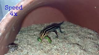 Feeding a Skink 102723 🎶 musicvideo speedytheskink [upl. by Domph]