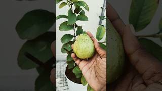 Maadi thottam terracegarden maadithottam garden guava shorts tips [upl. by Bandler]