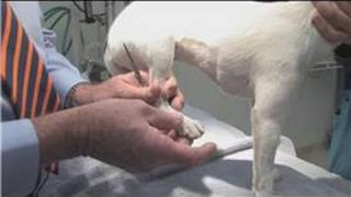 Dog Health amp Treatments  How to Remove a Tick From an Animal [upl. by Aymahs]