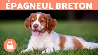 ÉPAGNEUL BRETON  Caractéristiques et soins [upl. by Bonns]