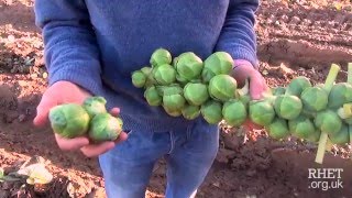 Brussels Sprout Harvesting [upl. by Chon601]