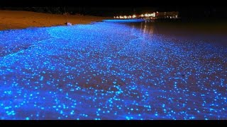 MALDIVE LA SPIAGGIA BIOLUMINESCENTE SI ILLUMINA DI NOTTE  A bioluminescent waves in Maldives beach [upl. by Adnoval100]