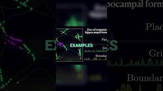 Understanding Cellular Responses in the Hippocampal Formation [upl. by Tutt487]