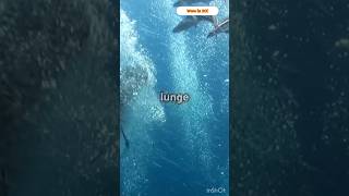 Part I  How Whales Devour Tons of Fish with one lunge wow ocean mystery sea facts shorts [upl. by Haidedej]