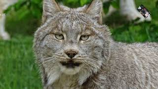 Le Lynx du Canada est furtif solitaire et évite lhomme  Domaine des Fauves  Isère  France [upl. by Avitzur]