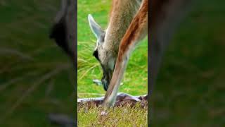 Guanaco Mother Giving Birth in Patagonia 😲 [upl. by Volin]