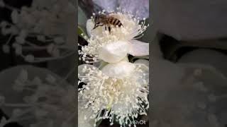 Honey bees on Flowers 🌺 newsong song punjabisong music bollywood [upl. by Henrie]