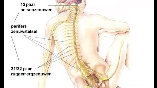 Indeling zenuwstelsel [upl. by Charin877]